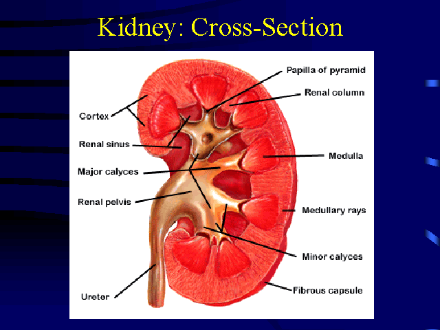 Kidney: Cross-Section