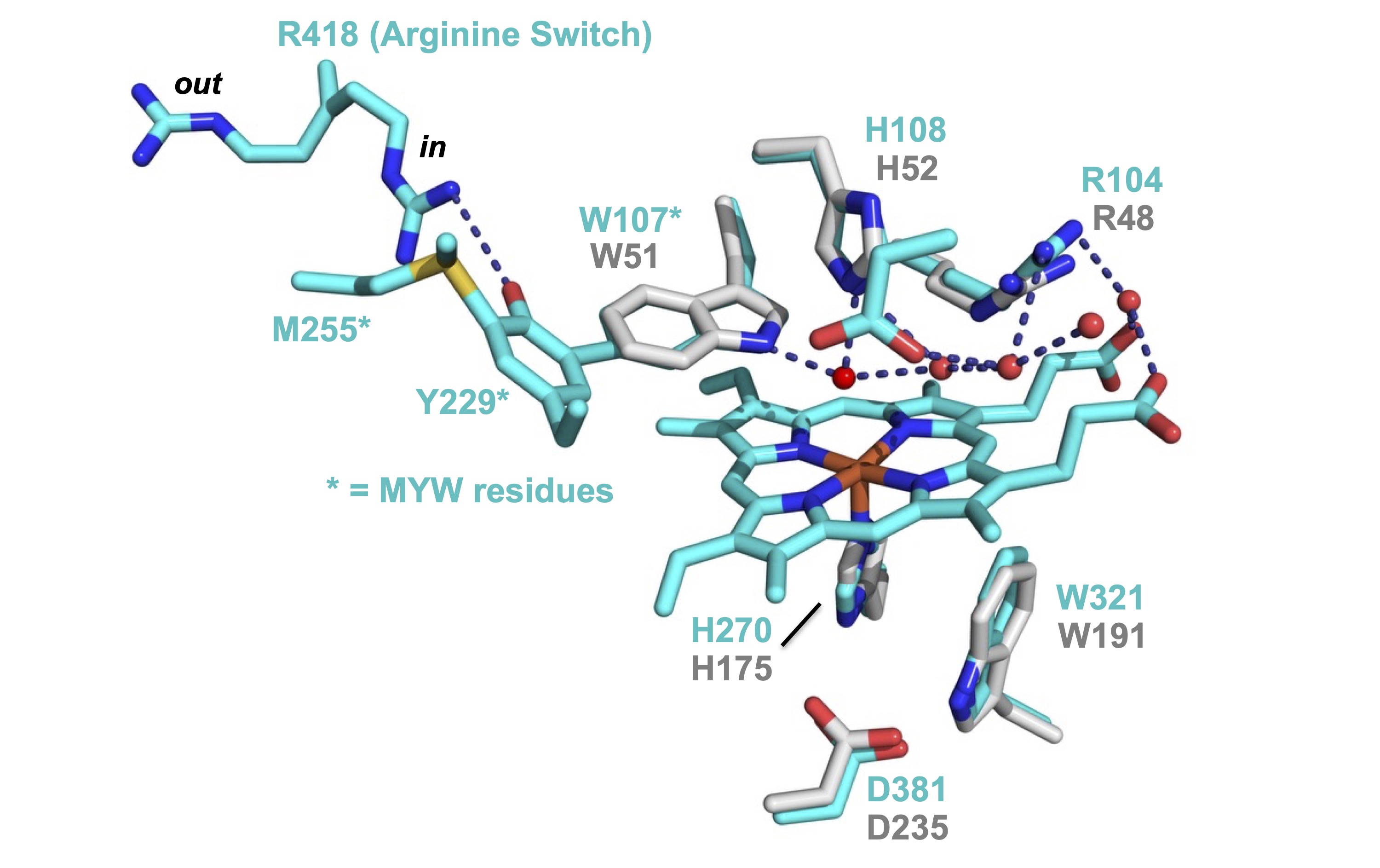 Superimposed
      active-site amino acids of KatG and cytochrome c peroxidase. KatG
      amino acids and numbering are colored cyan. Cytochrome c
      peroxidase amino acids and numbering are in gray.