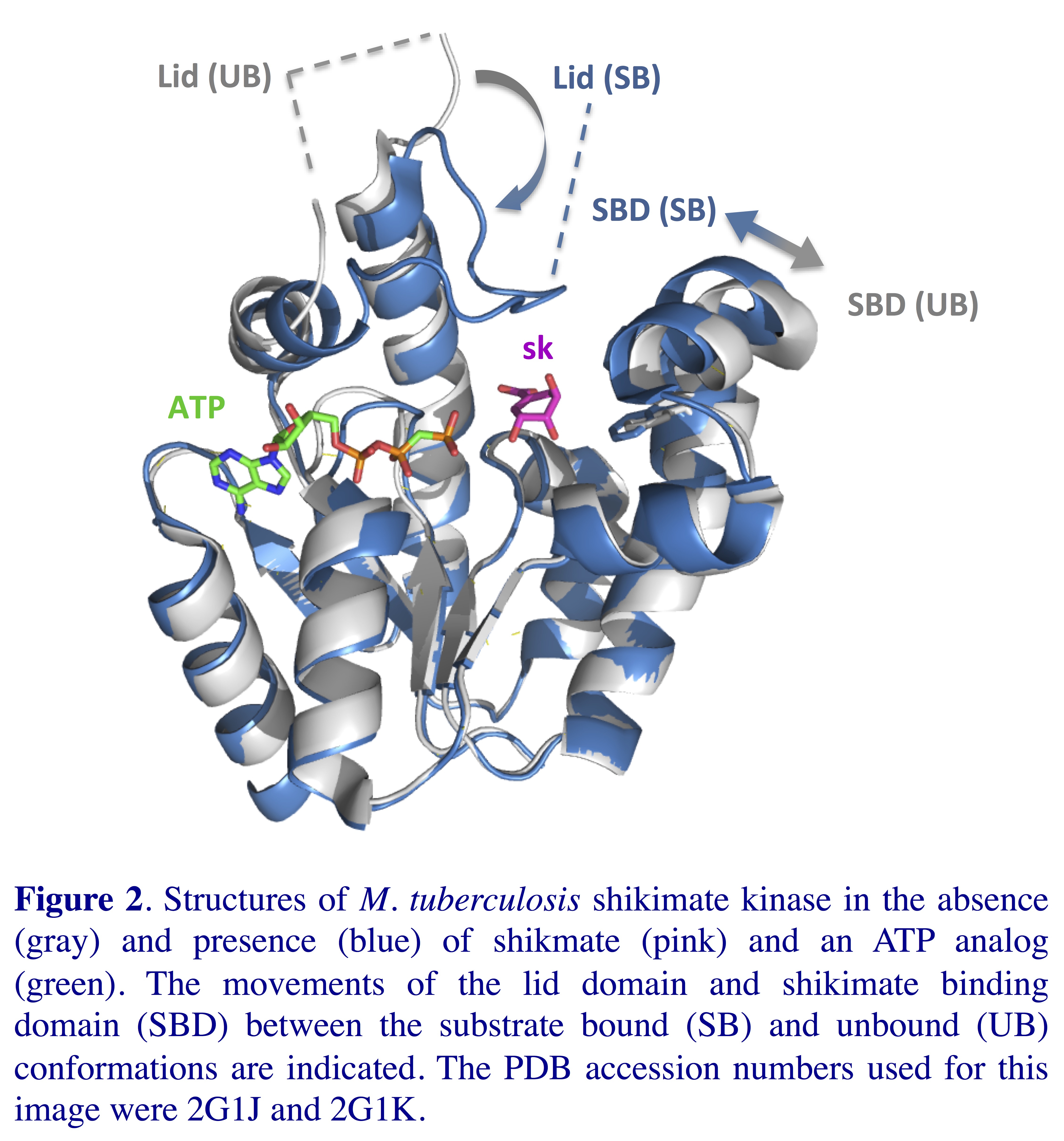 Overlaid Shikimate
        Kinase-substrate bound and free