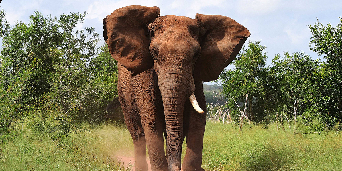 Elephant walks trail in Africa