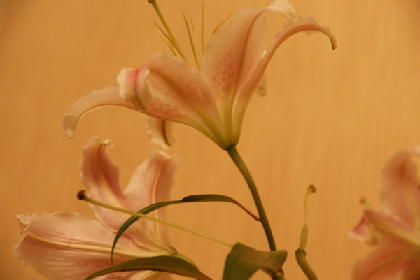 DSC04407