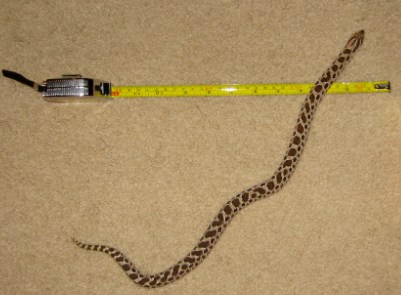 hognose