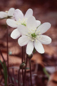 Hepatica acutiloba