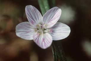 Claytonia virginica