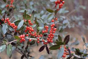 Yaupon Holly