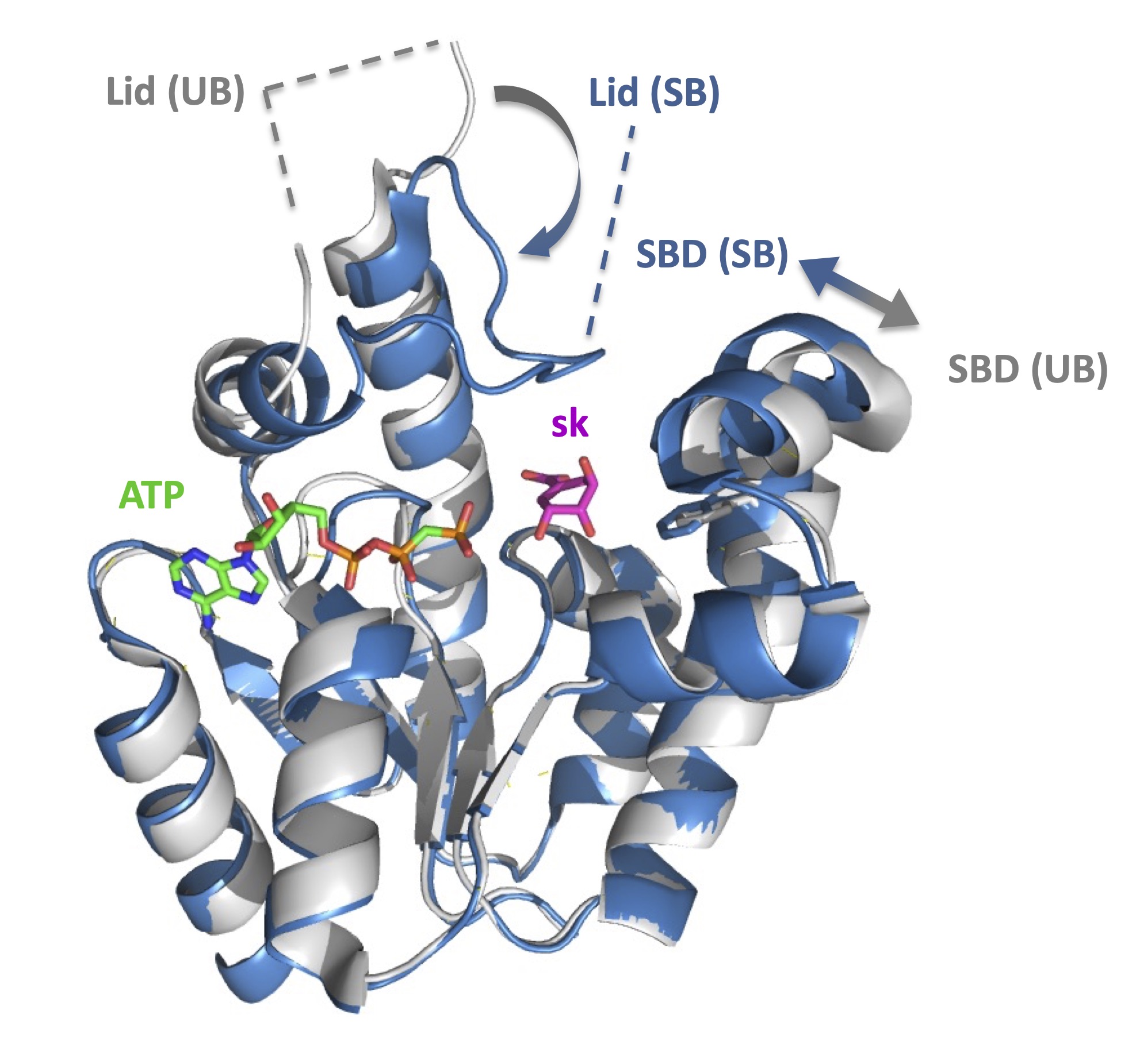 Overlaid ribbon
structures of M. tuberculosis shikimate kinase. Open (no
shikimate) versus closed (with shikimate)